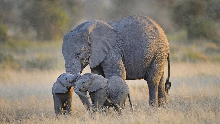Two baby elephants with their motherstanding in the savanna bush
