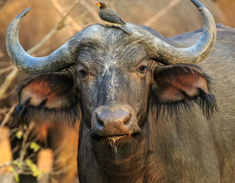 Buffalo with a bird on its head
