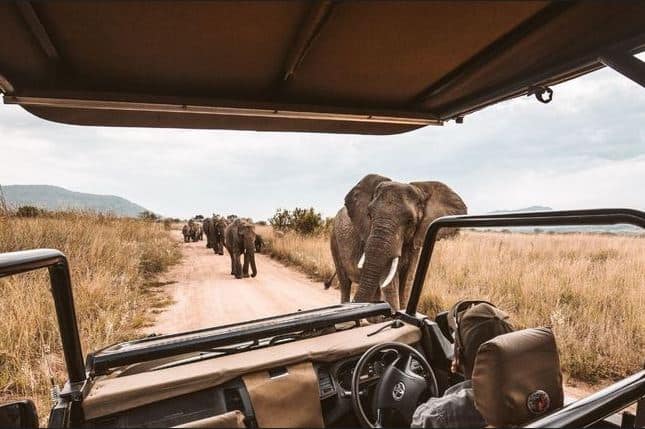 Herd of elephants walking down the road in single file in the bush with a guide in a vehicle watching them