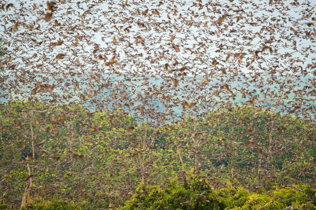 Millions of fruit bats from the bat migration in the Kasanka National Park 