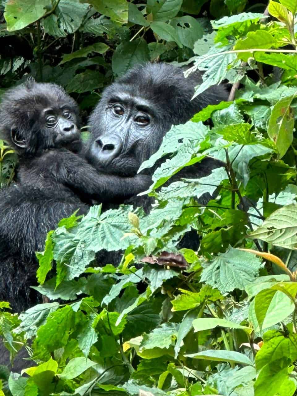 Mother gorilla in the jungle holding her baby