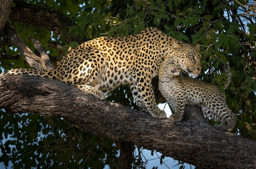 Leopard and cub sitting in a tree