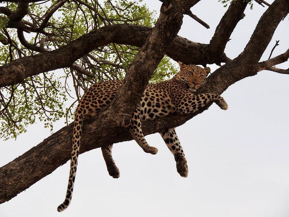 Leopard lying in a tree with its tail hanging down