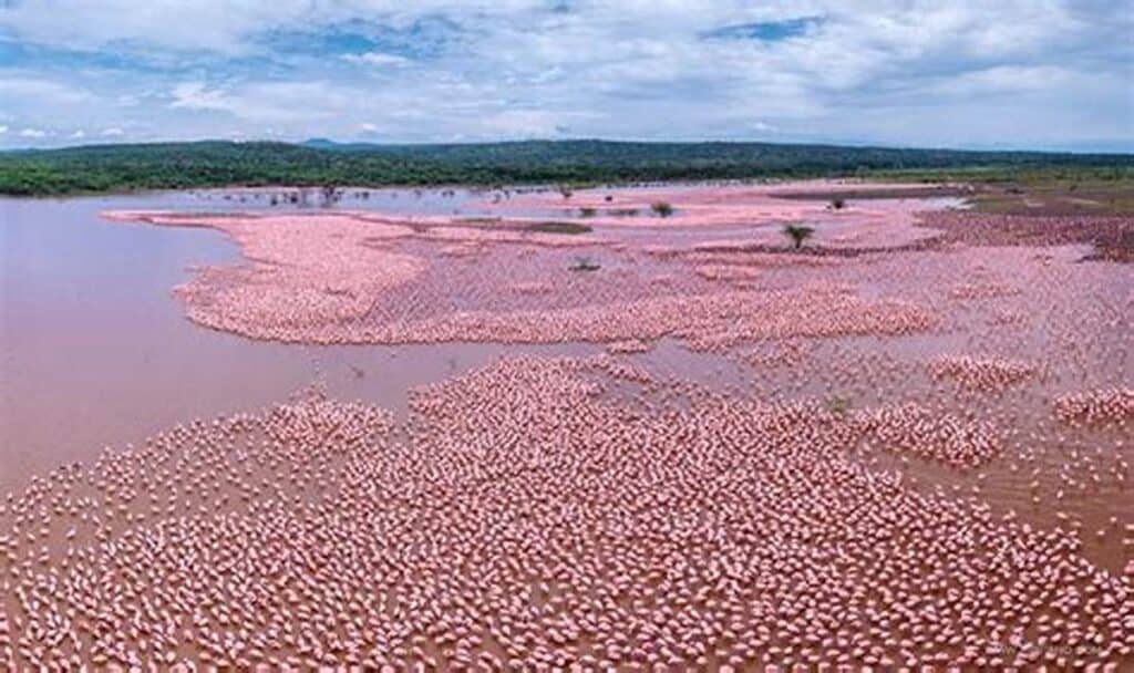 Pink flamingoes in Lake Bogoria