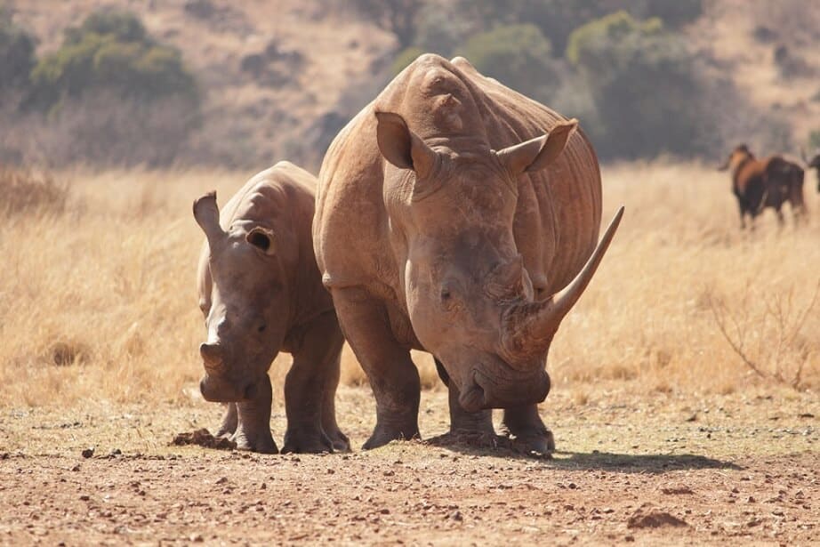 Rhinoceros and baby in the wild