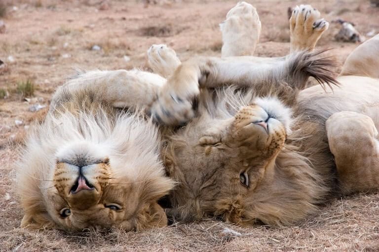 Two lions lying on their backs in the sun