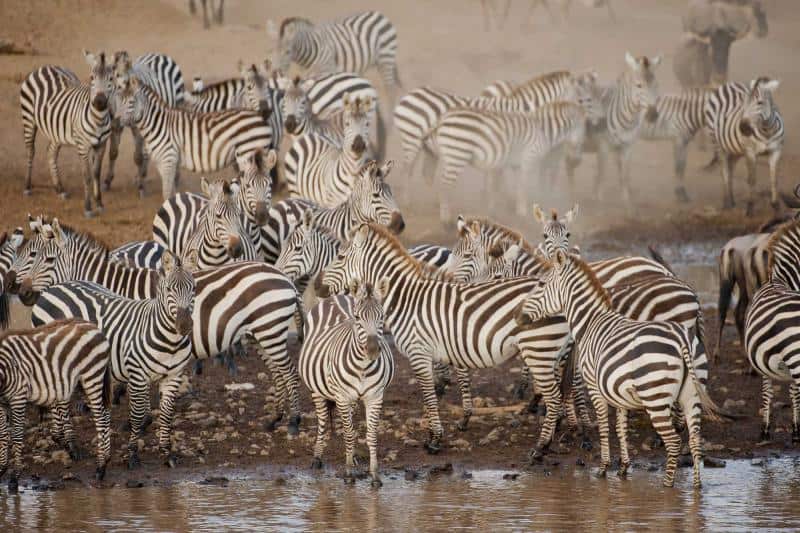 Zebra migration at a waterhole in Botswana