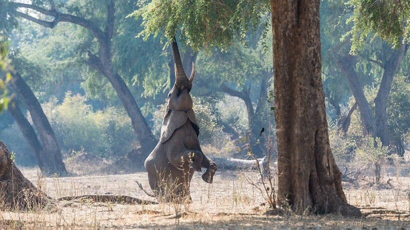 Elephant standing on its back legs in Mana Pools Zimbabwe