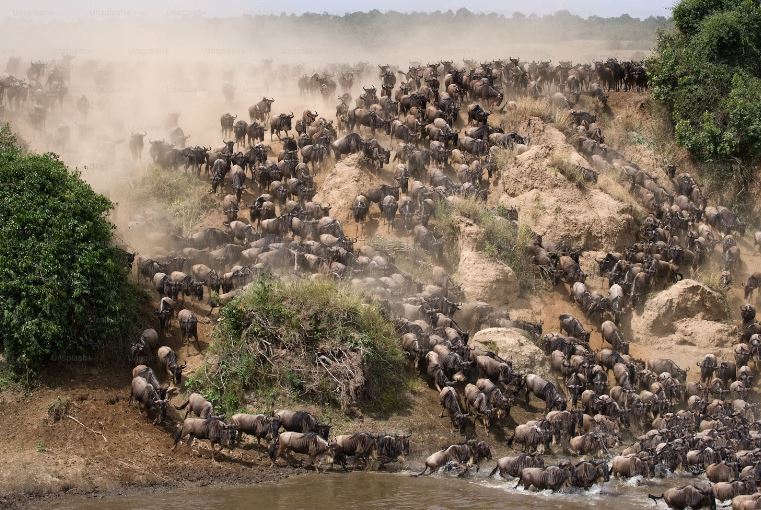 Great migration in East Africa crossing the river