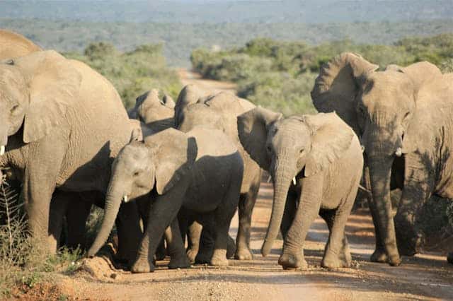 Herd of elephants crossing a road