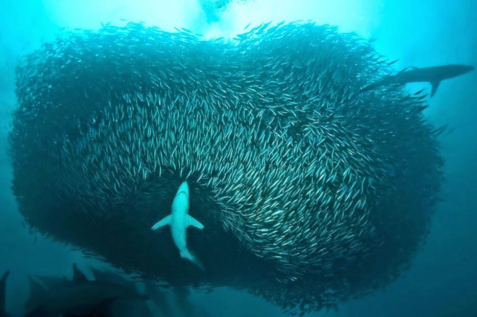 Sardine run off South Africa's east coast with dolphins and sharks that follow them