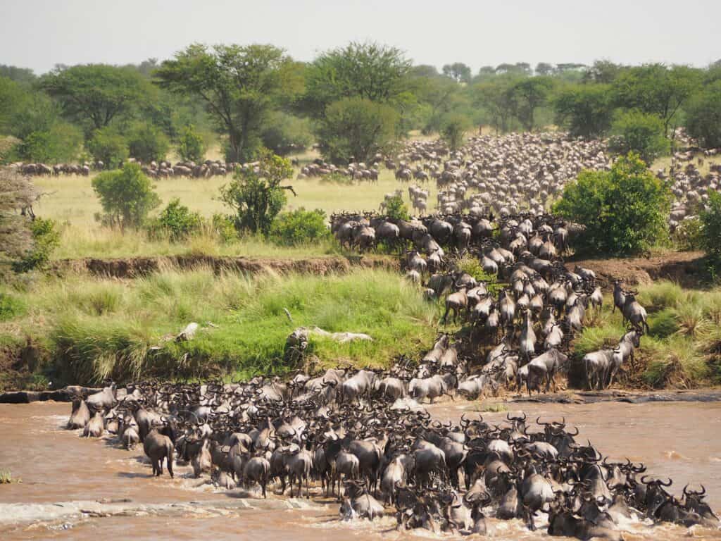 Wildebeest crossing the Mara River in East Africa during the Great Migration