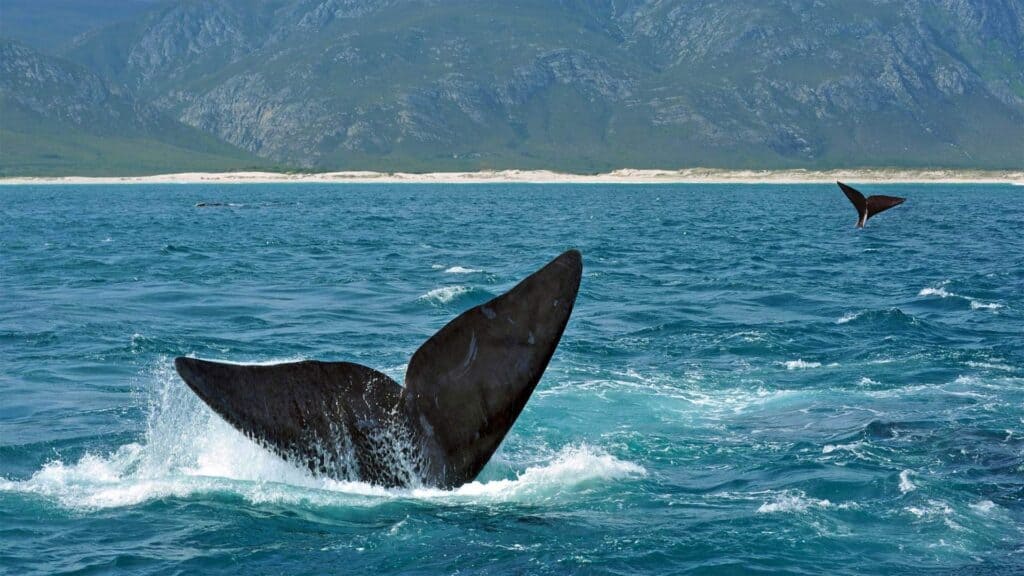 whale tales in the ocean as part of the whale migration in South Africa