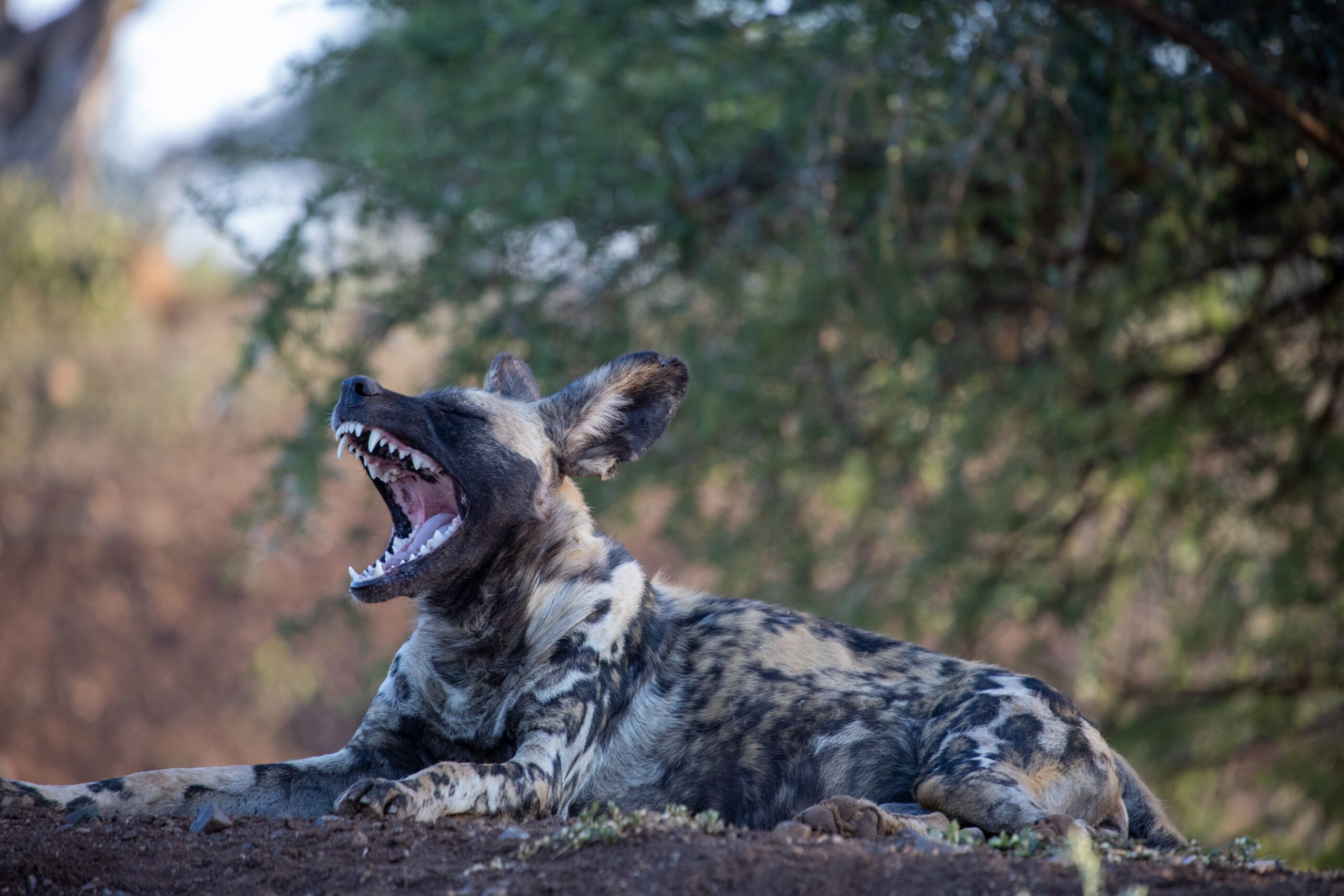 Wild dog yawning