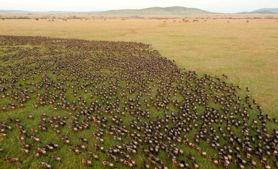 Wildebeest migration inn Zambia