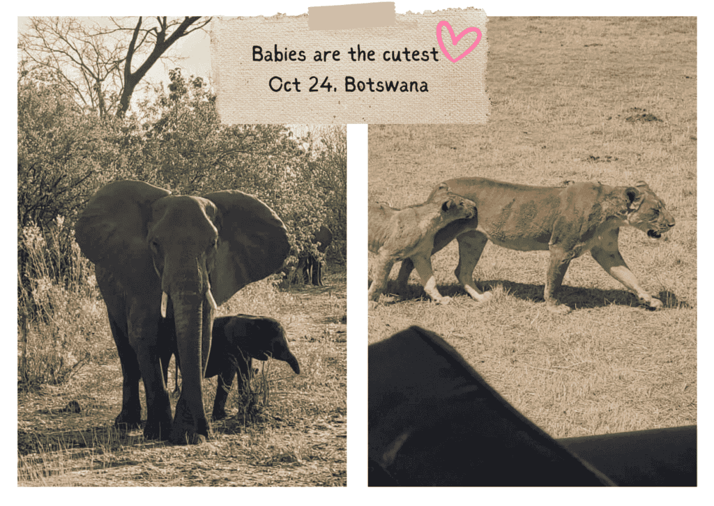 Elephant and baby, and lioness and her cub