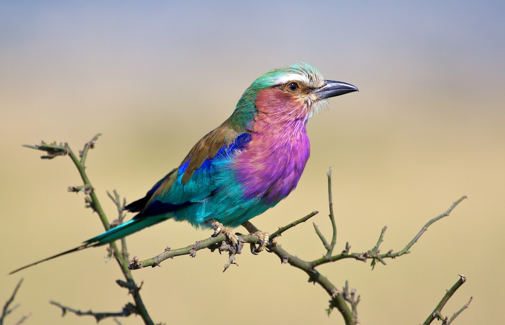 Lilac-breasted roller siting on the thin branch of a tree