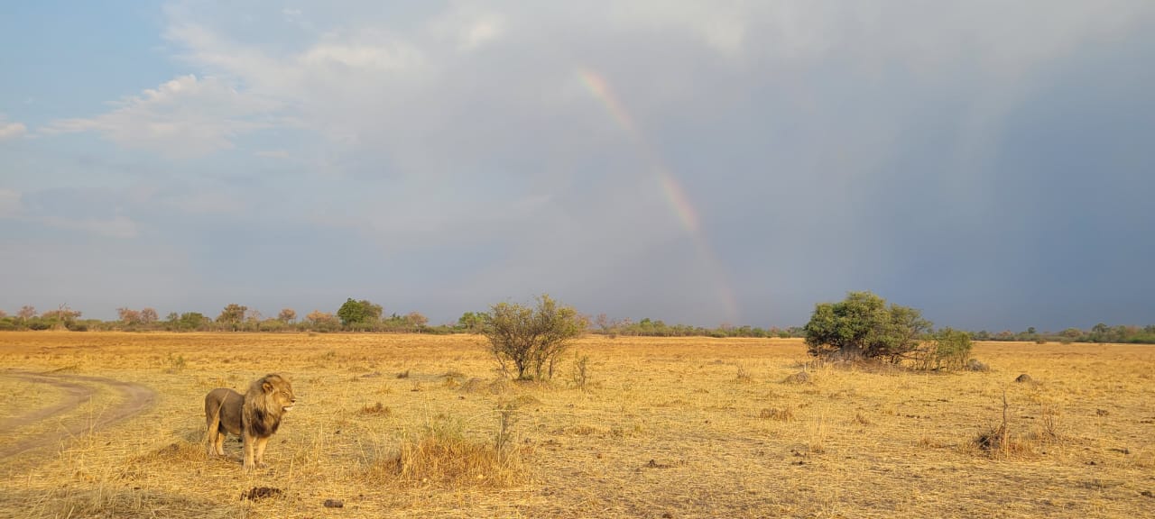 Male lion standing in the savannah with a rainbow in the background