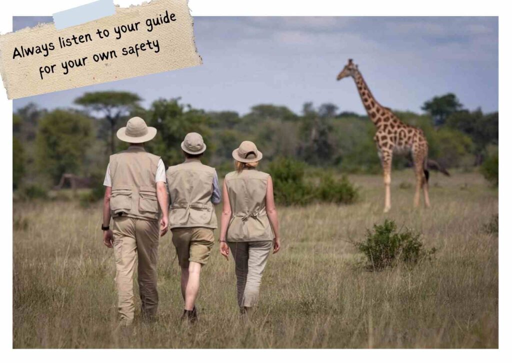 Three people on a guided nature walk in the African savannah with a giraffe in the distance.