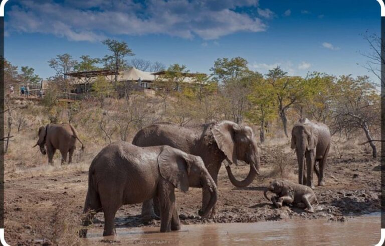 Elephants playing and cooling off in the waterhole
