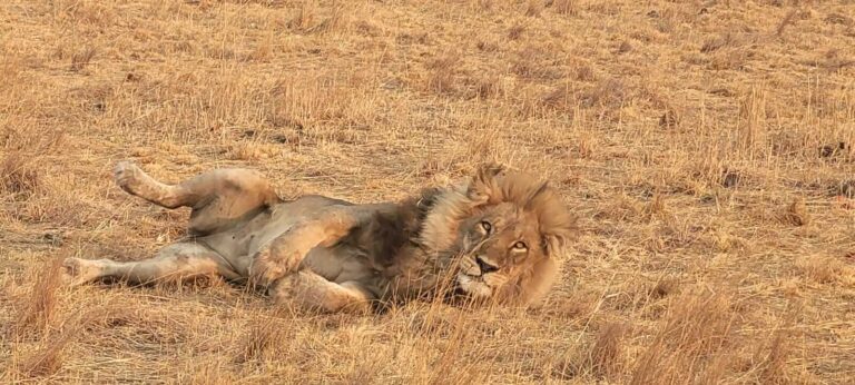 Male lion in the Linyanti Private Reserve Botswana