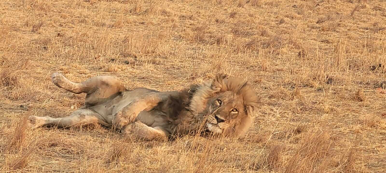 Male lion in the Linyanti Private Reserve Botswana