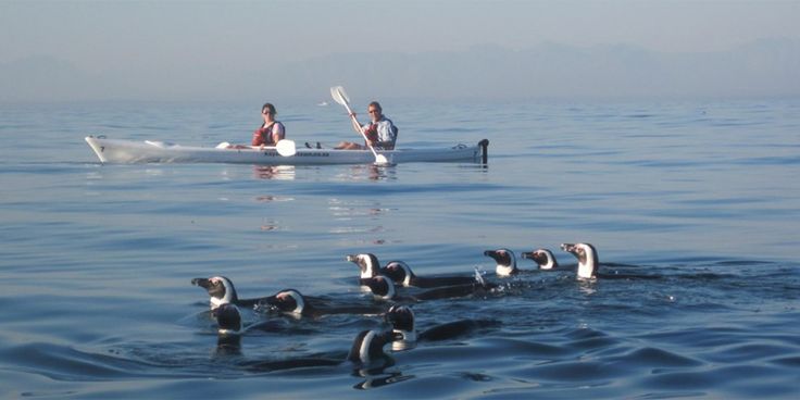 People in a kayak in the sea with seals in the water quite close to them