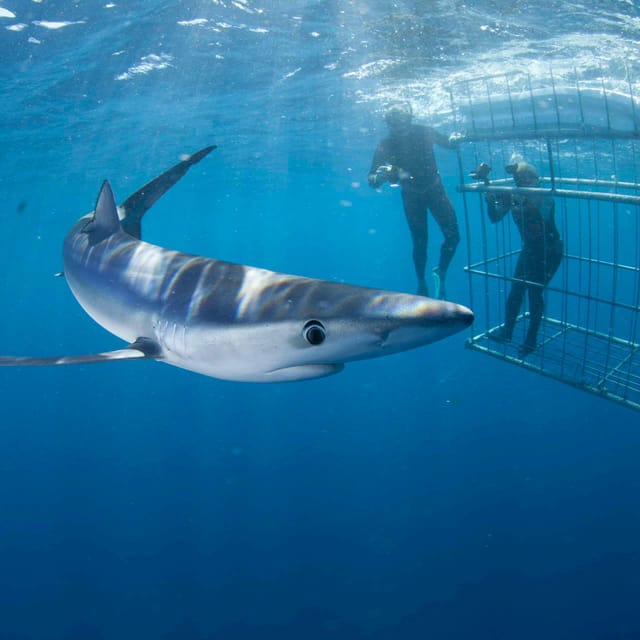 Two people shark cage diving with a Mako shark swimming near them - this is a popular sea sport or activity that travellers enjoy