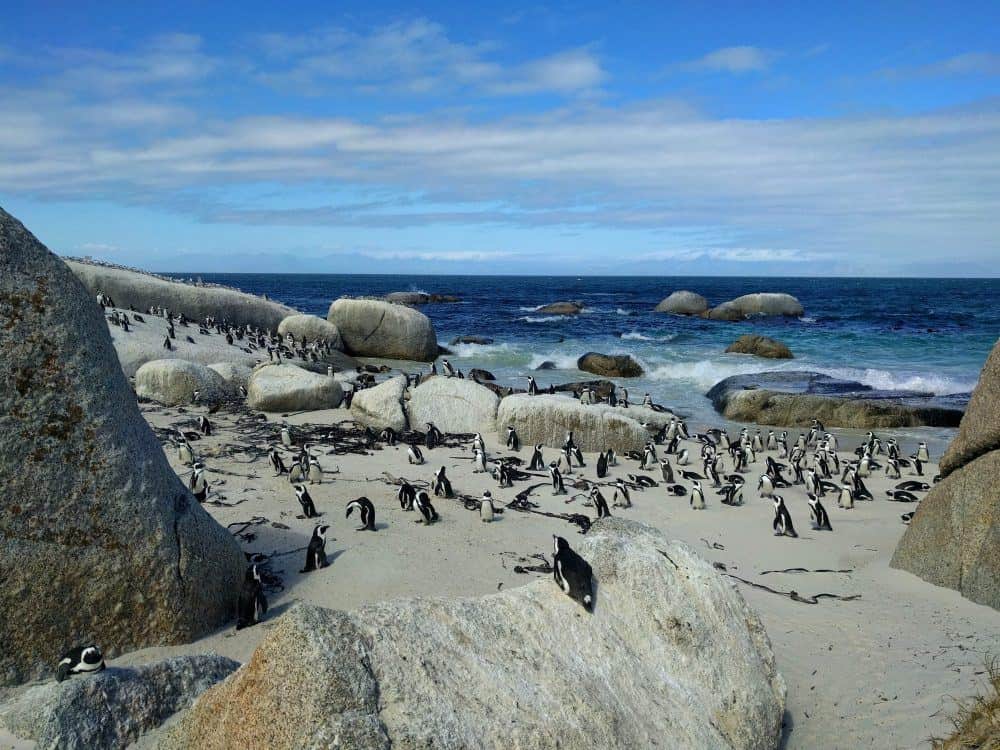 Quirky African Penguins at Boulders Beach standing on the sand