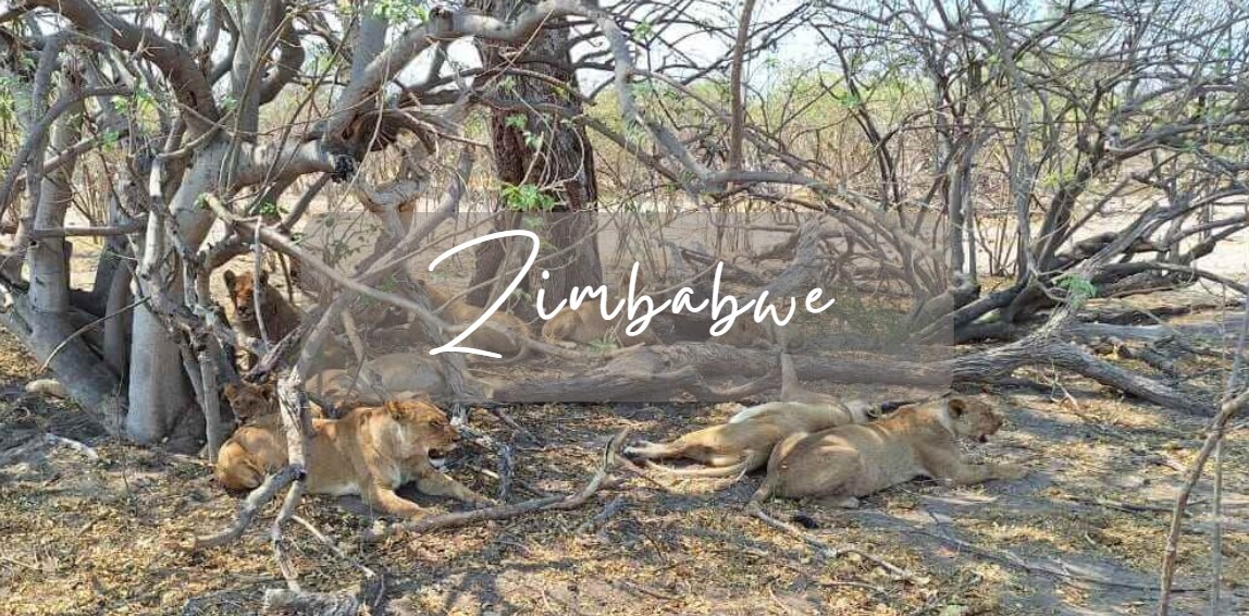Lions under a tree in a national park in Zimbabwe