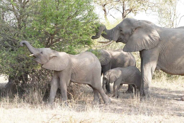 Elephant family eating from a tree in the Sabi Sands