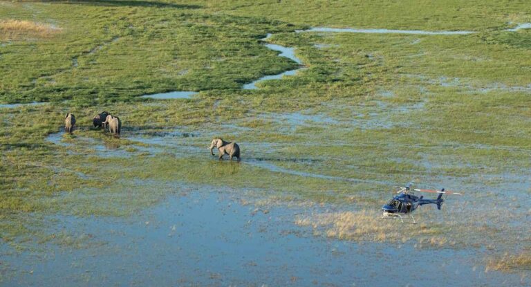 Scenic helicopter flight over the Okavango Delta