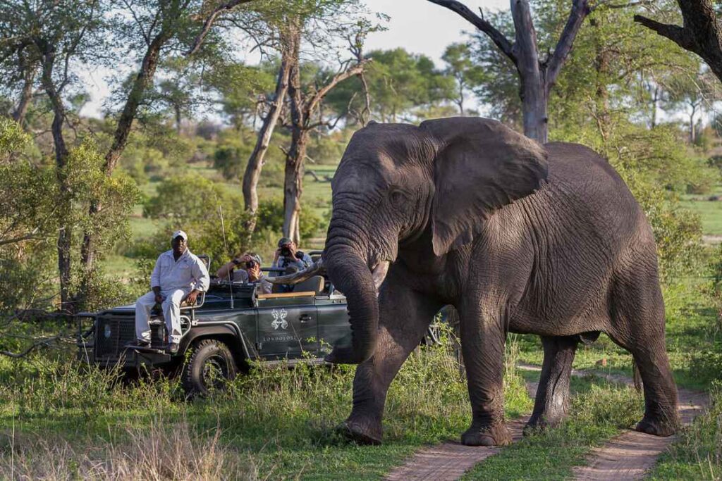 Game vehicle with travellers and a tracker looking at an elephant bull while out on a game drive