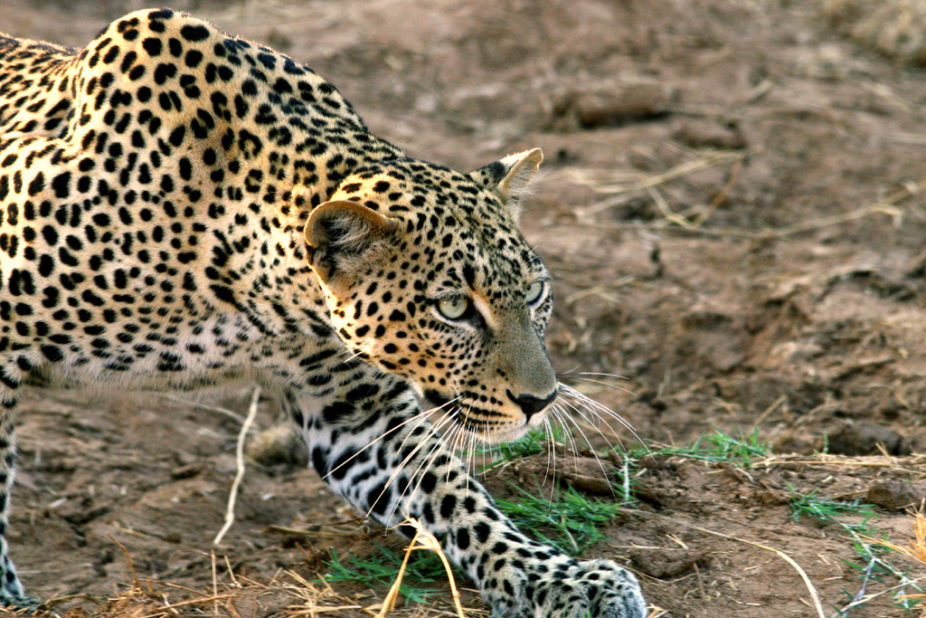 Leopard talking it's prey
