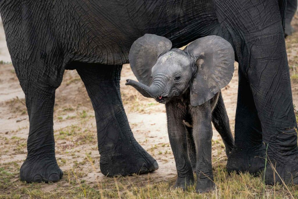 Baby elephant standing under its mother.