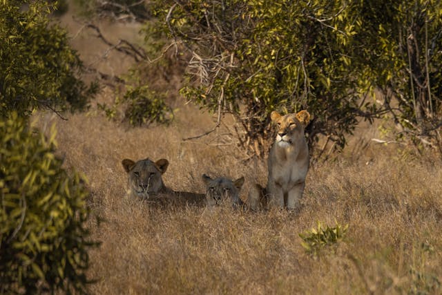 Pride of lions lying under a tree in the bush