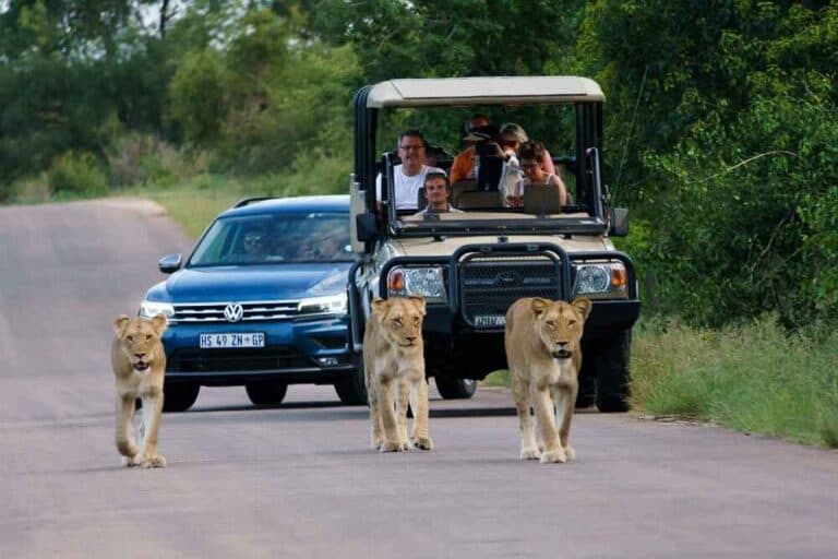 Two vehicles on a road in the Kruger National Park with lions walking ahead of them on the road