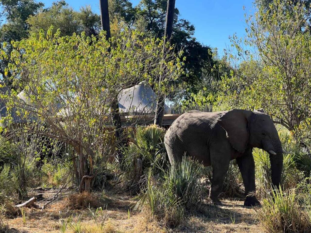 An elephant walking through an unfenced camp.