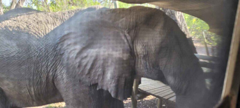 Elephant standing outside my tent in Botswana