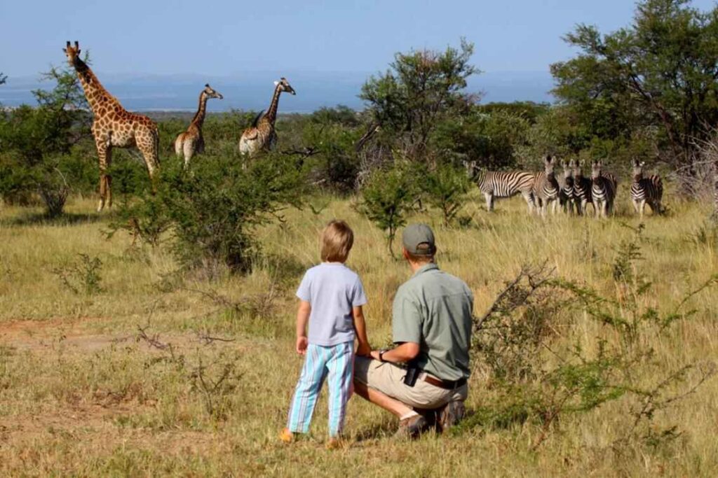 Walking safari looking at giraffe and other animals in the bush