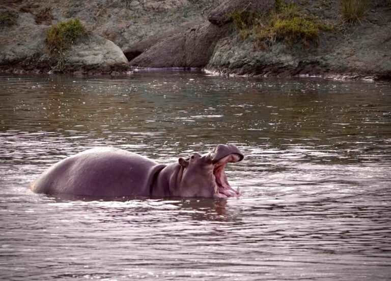 Hippo in the water with its mouth open