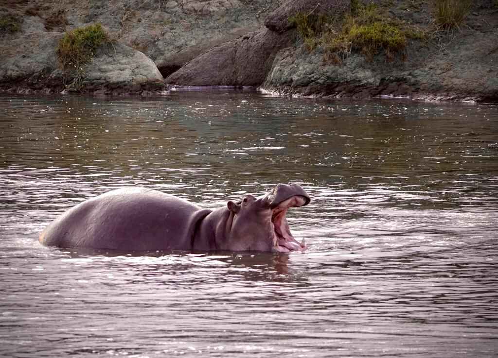 Hippo in the water with its mouth open