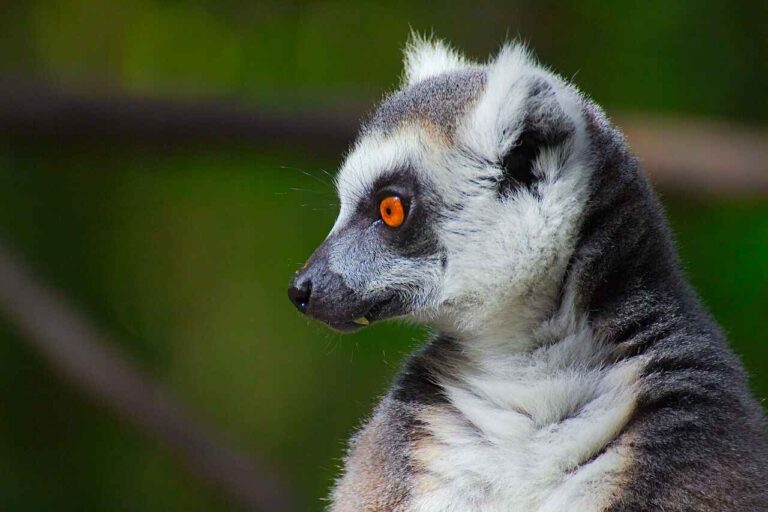 Lemur at Monkeyland in Plettenberg Bay, South Africa