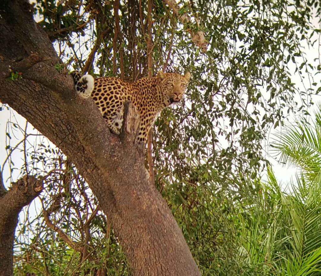 Leopard in the branches of a tree looking at the camera