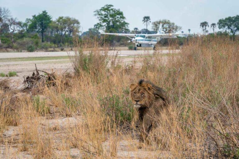 Bush plane on the runway with a lion looking at the camera