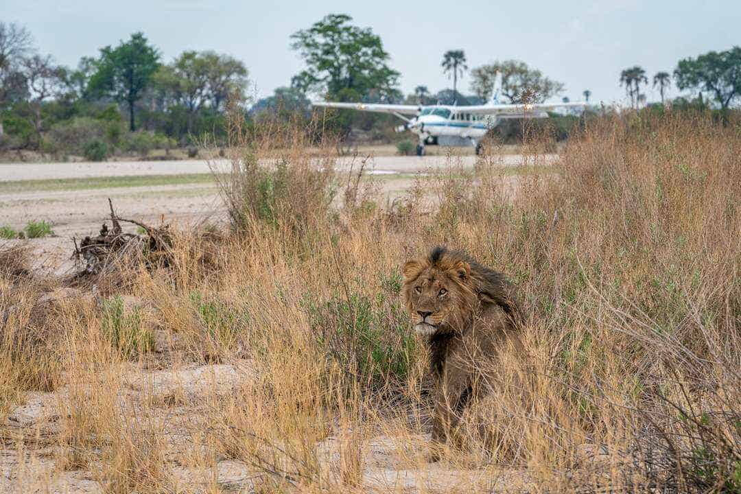 Bush plane on the runway with a lion looking at the camera
