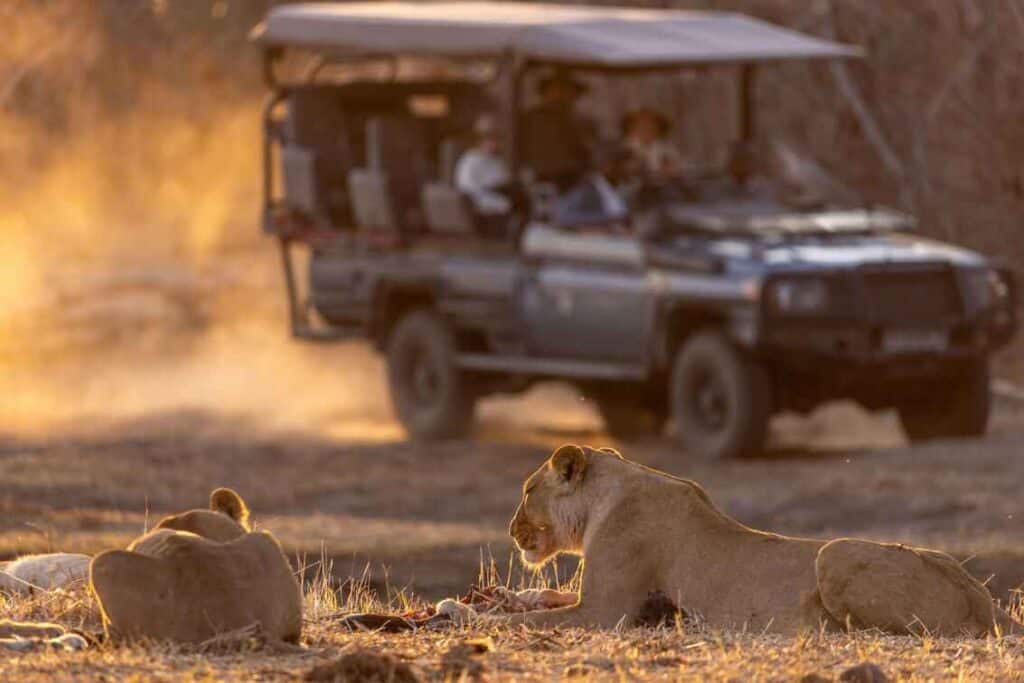 Game viewing in Botswana in an open safari vehicle with lions lying on the ground.