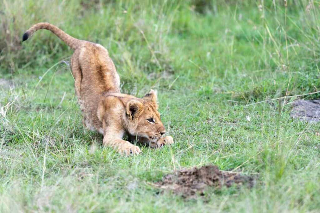 Lion cub playing in Hwange National Park, Zimbabwe