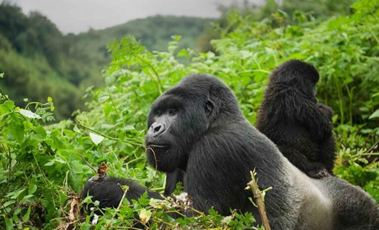 Silverback gorillas in their natural habitat in Rwanda - you need a gorilla trekking permit to be able to see them.
