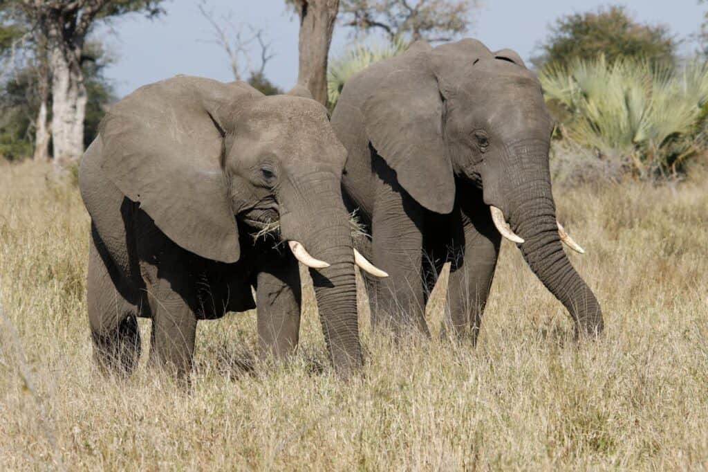 Elephants are quite a common sight in the national parks in Zimbabwe